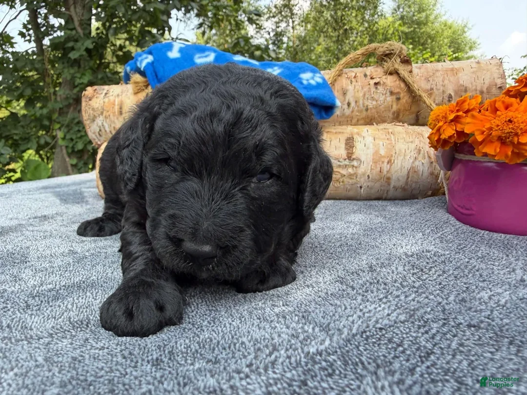 Mixed Breed dogs for sale: O’Henry (Boy) - Ad 1