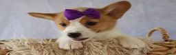 Welsh Corgi Pembroke dogs for sale: Zoey 🌸 - Ad 11