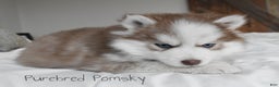 Pomsky dogs for sale: Winston - Ad 5