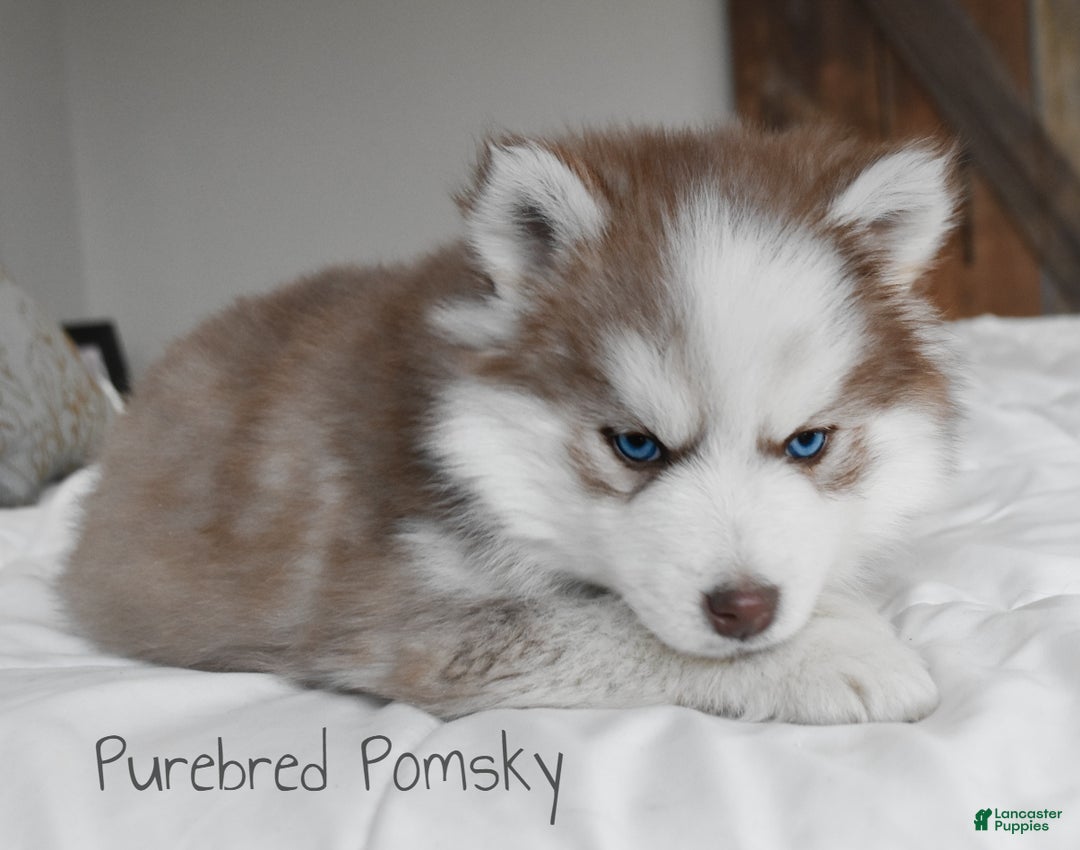 Pomsky dogs for sale: Winston - Ad 5