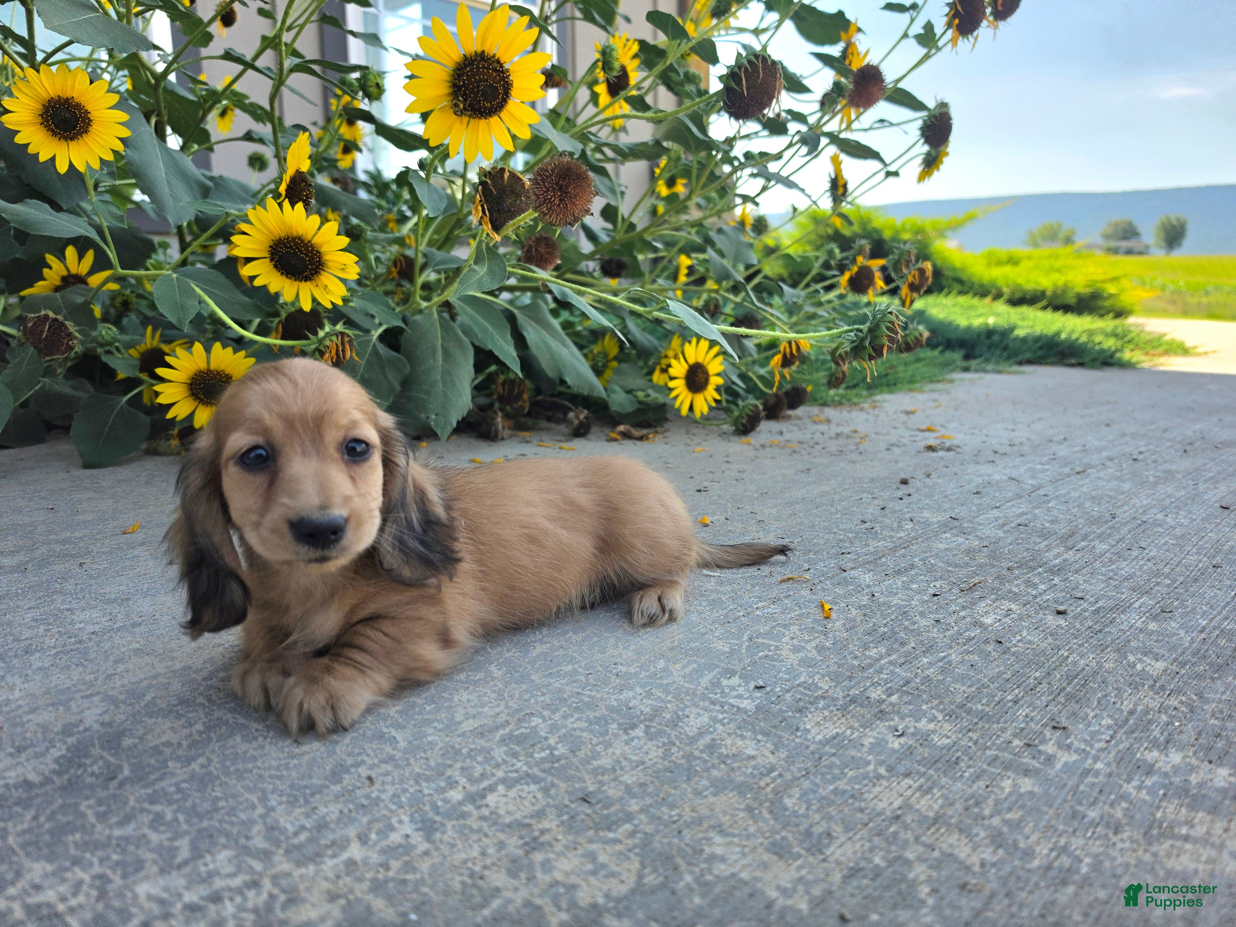 Miniature Dachshund dogs Heidi - Ad 2