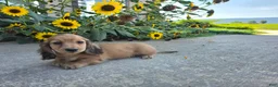 Miniature Dachshund dogs for sale: Heidi - Ad 2