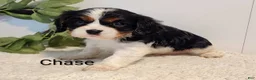 Cavalier King Charles Spaniel dogs for sale: Chase - Ad 1