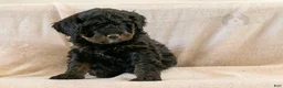 Bernedoodle dogs for sale: Aurora - Ad 12