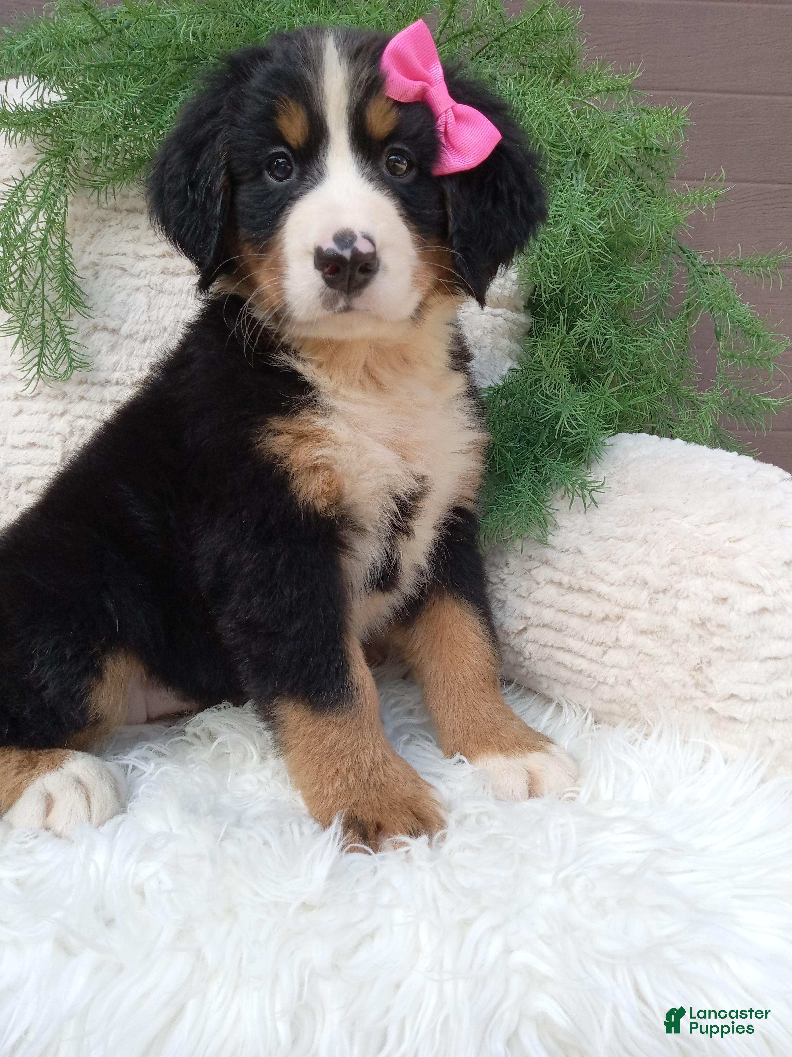 Bernese Mountain Dog dogs Lilly - Ad 1