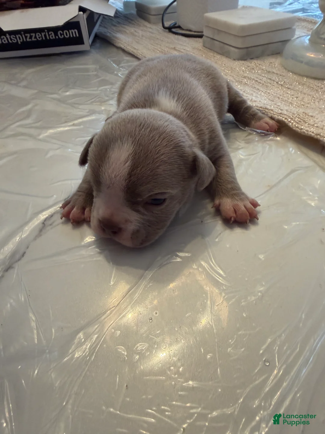 American Bully dogs for sale: American Bully Puppy 2 - Ad 2