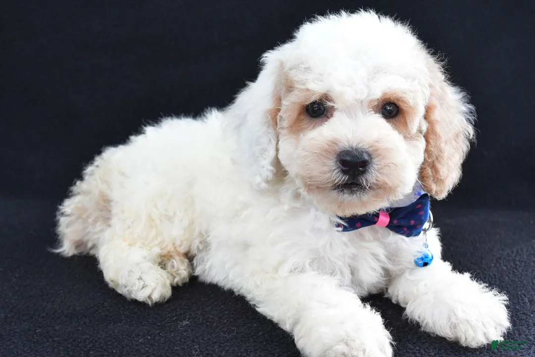 Miniature Poodle dogs for sale: Lennie - Ad 2