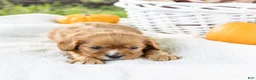 Cavalier King Charles Spaniel dogs for sale: Chewy - Ad 5