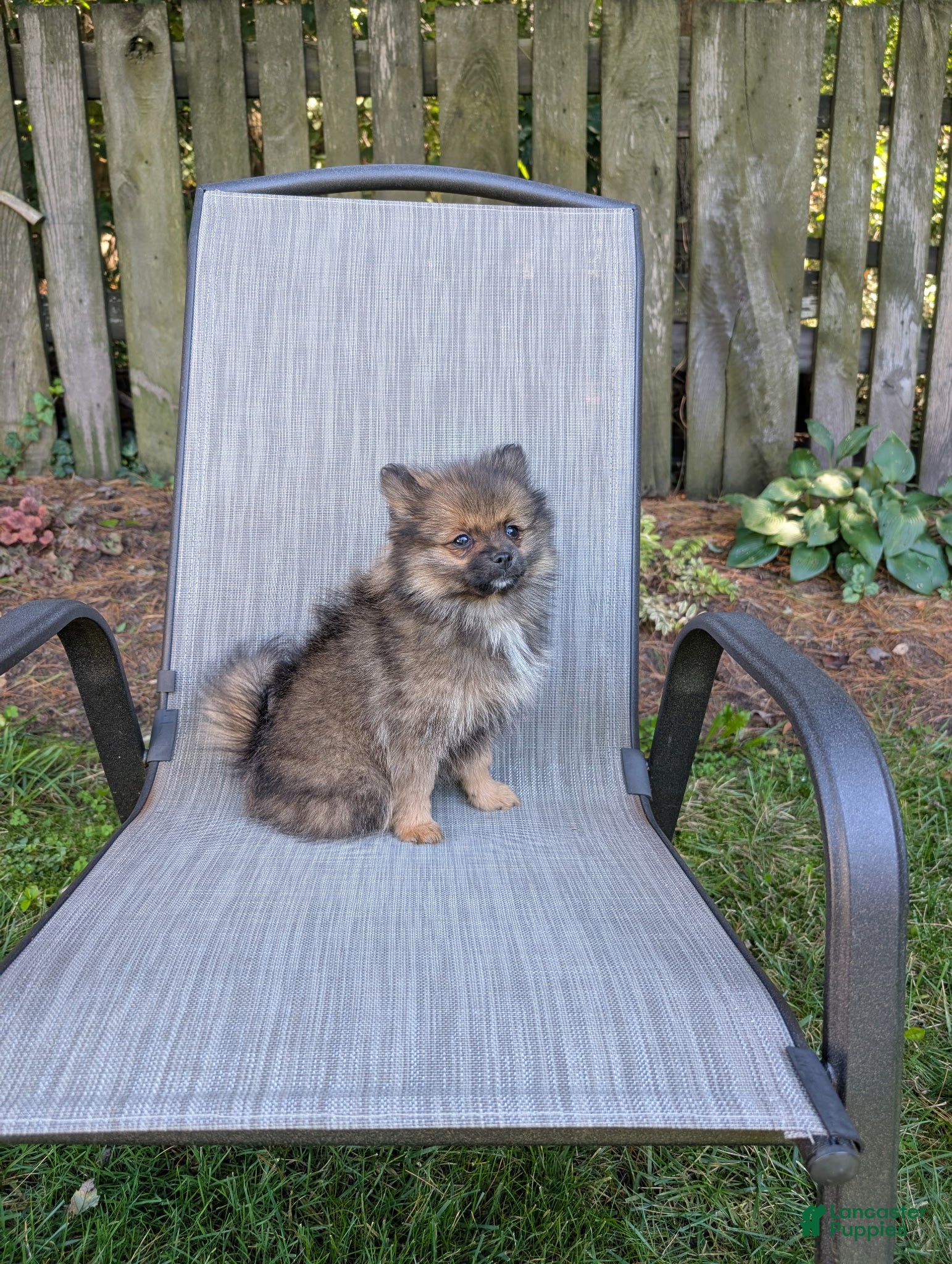 Pomeranian dogs Cookie - Ad 1