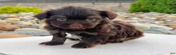 Havanese dogs for sale: Ricky - Ad 1