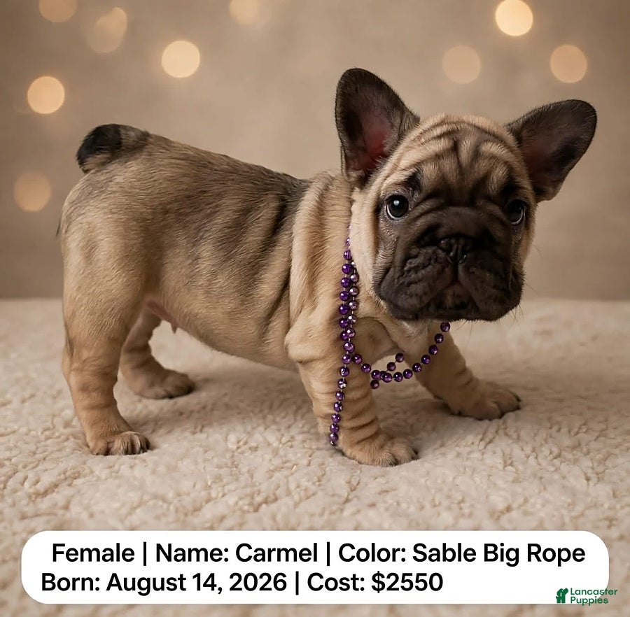French Bulldog dogs for sale: Carmel - Ad 11
