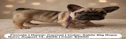 French Bulldog dogs for sale: Carmel - Ad 1