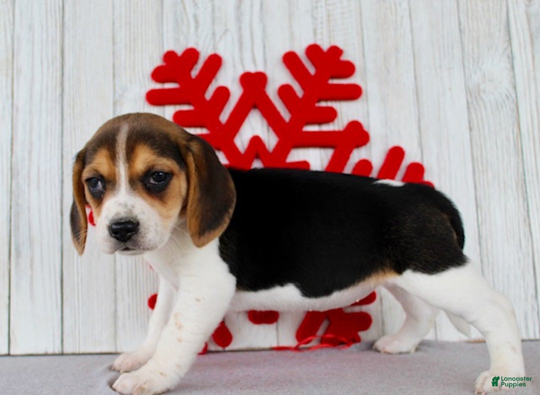 Beagle dogs for sale: Fifi - Ad 6