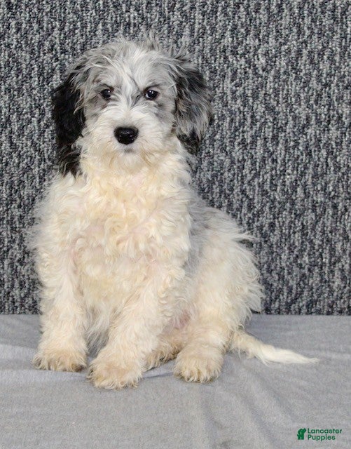 Mixed Breed dogs Rosie - Ad 2