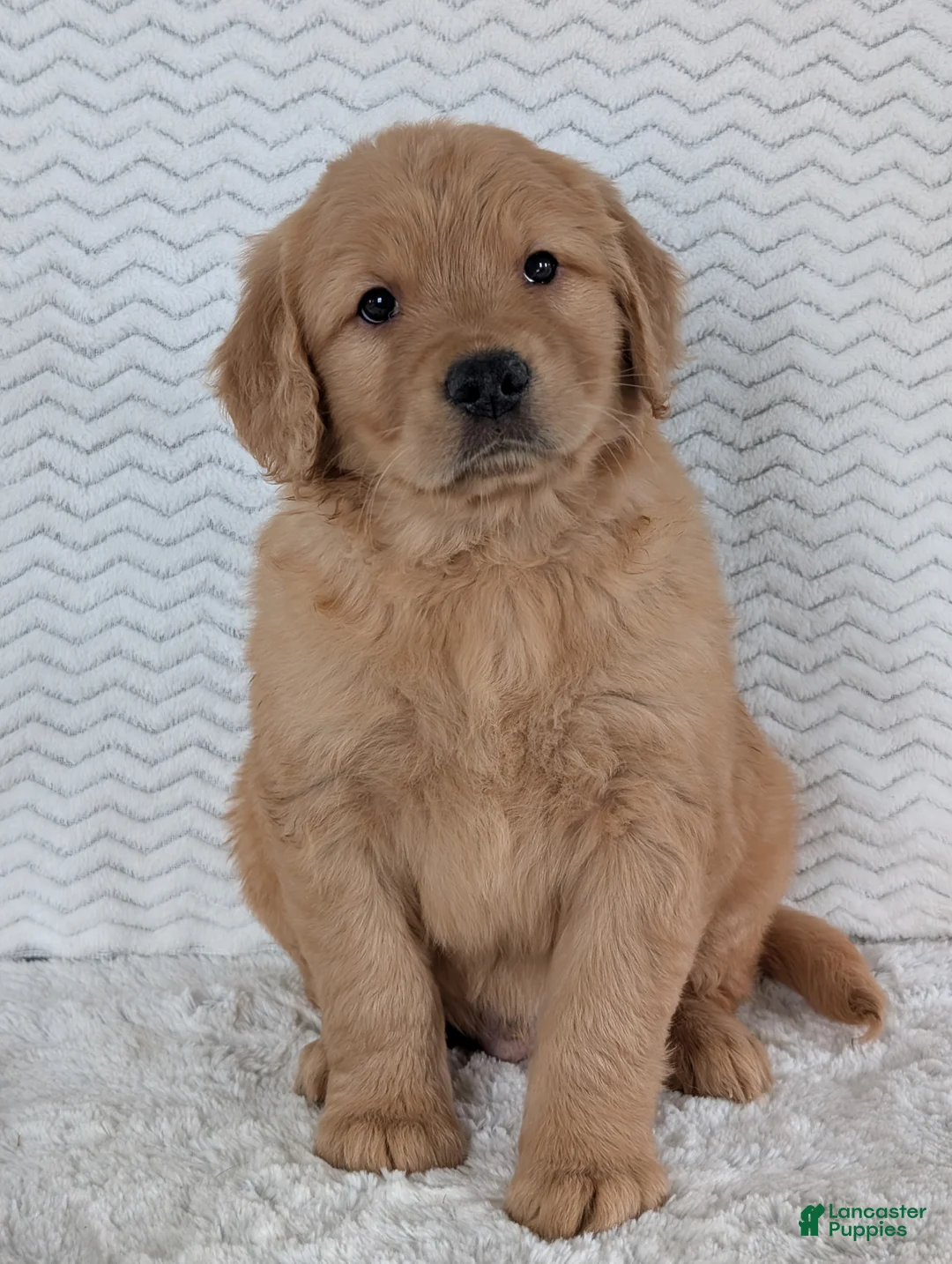Golden Retriever dogs for sale: Parker  - Ad 6