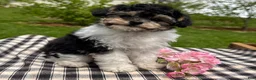 Toy Poodle dogs for sale: Hans - Ad 3