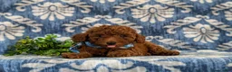 Toy Poodle dogs for sale: Sherman 9 lbs Full Grown - Ad 6