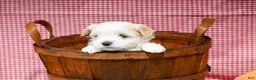 Maltipoo dogs for sale: Jack - Ad 5