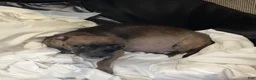 Chihuahua dogs for sale: Cream w/ spotted nose female - Ad 4