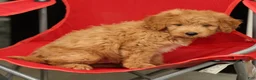 Mini Goldendoodle dogs for sale: Sammy - Ad 8
