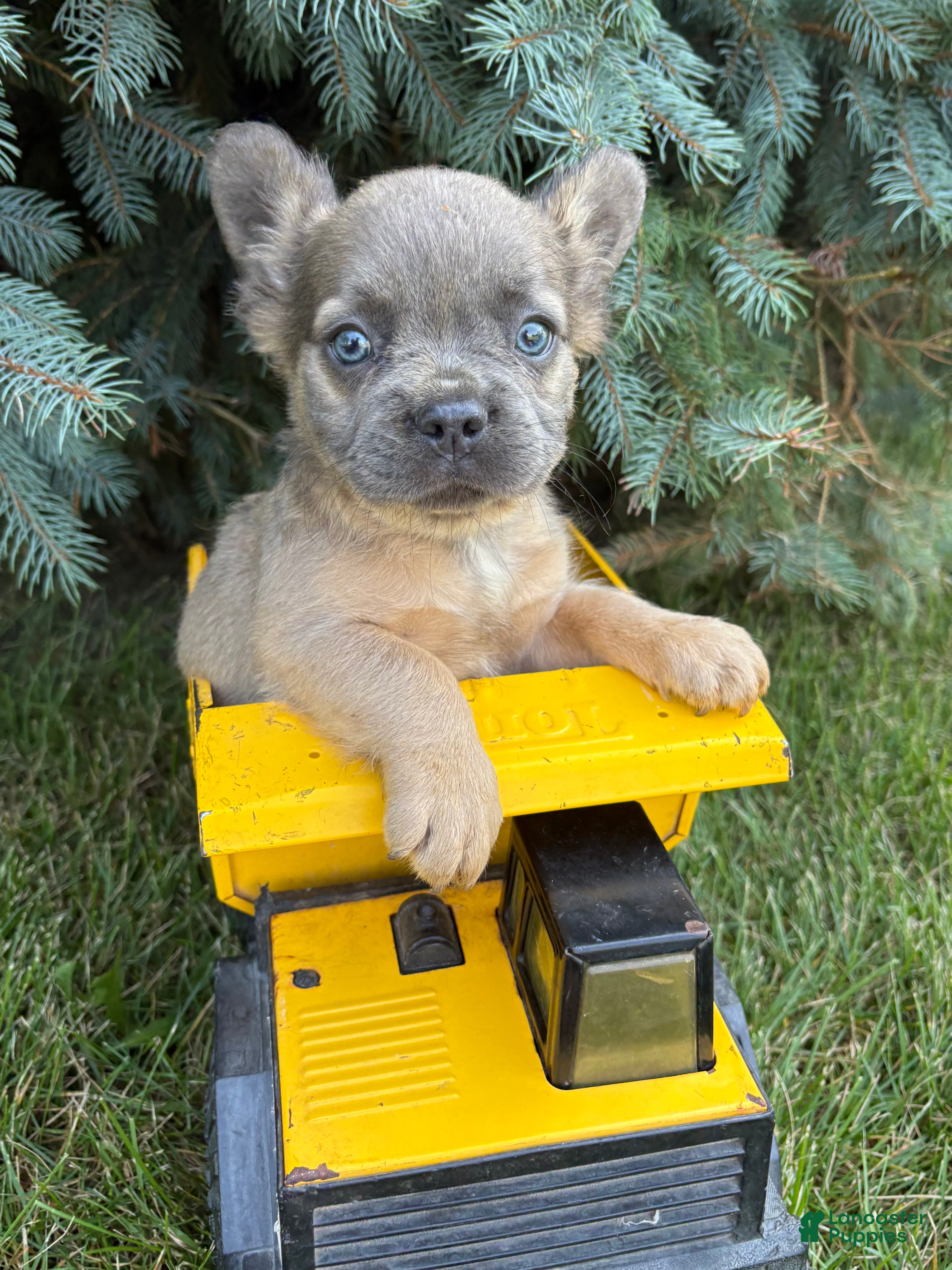 French Bulldog dogs Doc fluffy - Ad 1