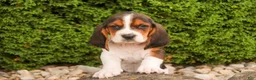 Basset Hound dogs for sale: Murphy - Ad 4