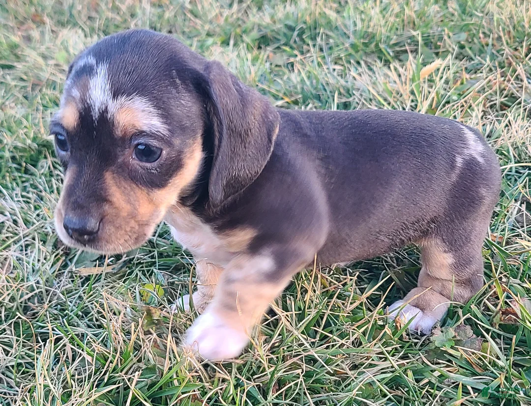Miniature Dachshund dogs for sale: Flora - Ad 8