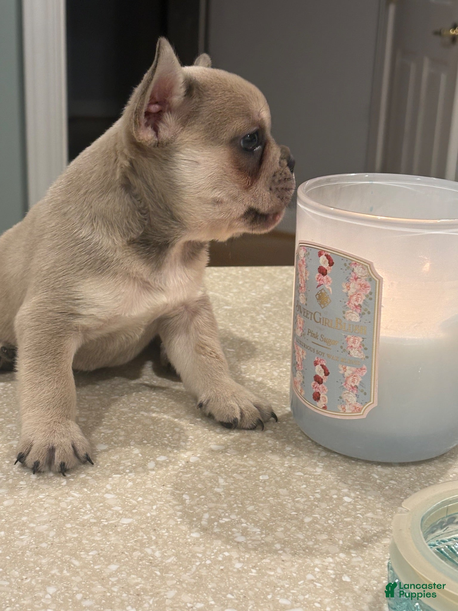 French Bulldog dogs French Bulldog 2 - Ad 18