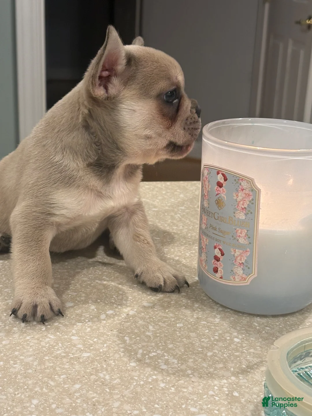 French Bulldog dogs for sale: French Bulldog 2 - Ad 1