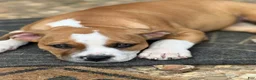 American Bully dogs for sale: Lucy Liu - Ad 4