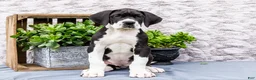 Great Dane dogs for sale: Kim - Ad 13