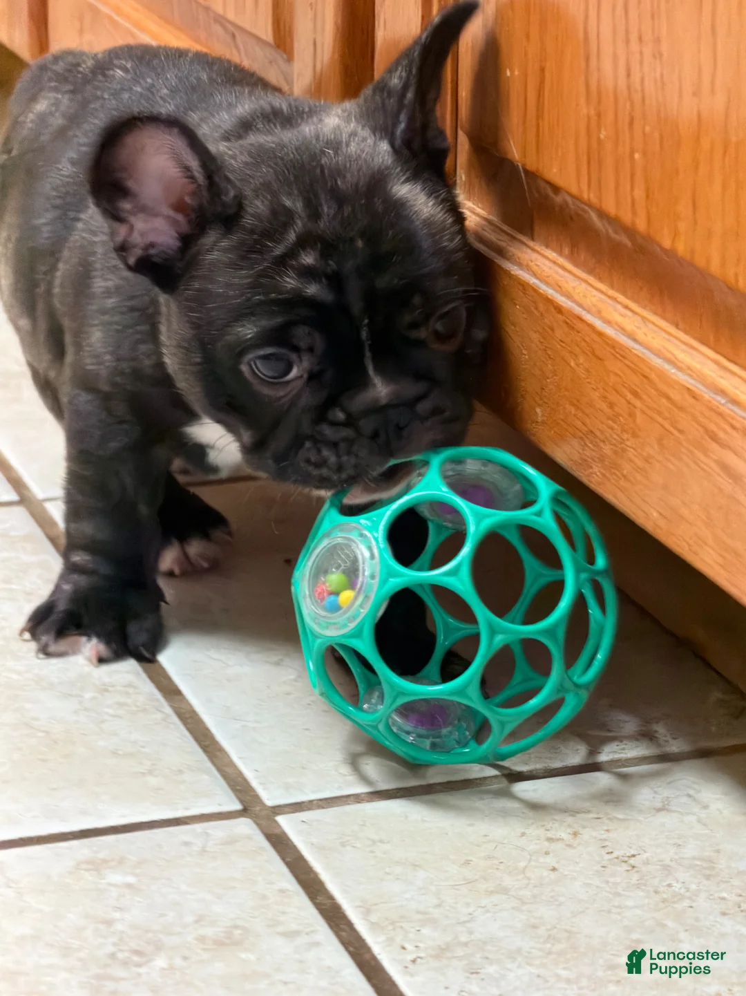 French Bulldog dogs for sale: French Bulldog Puppy 1 - Ad 2