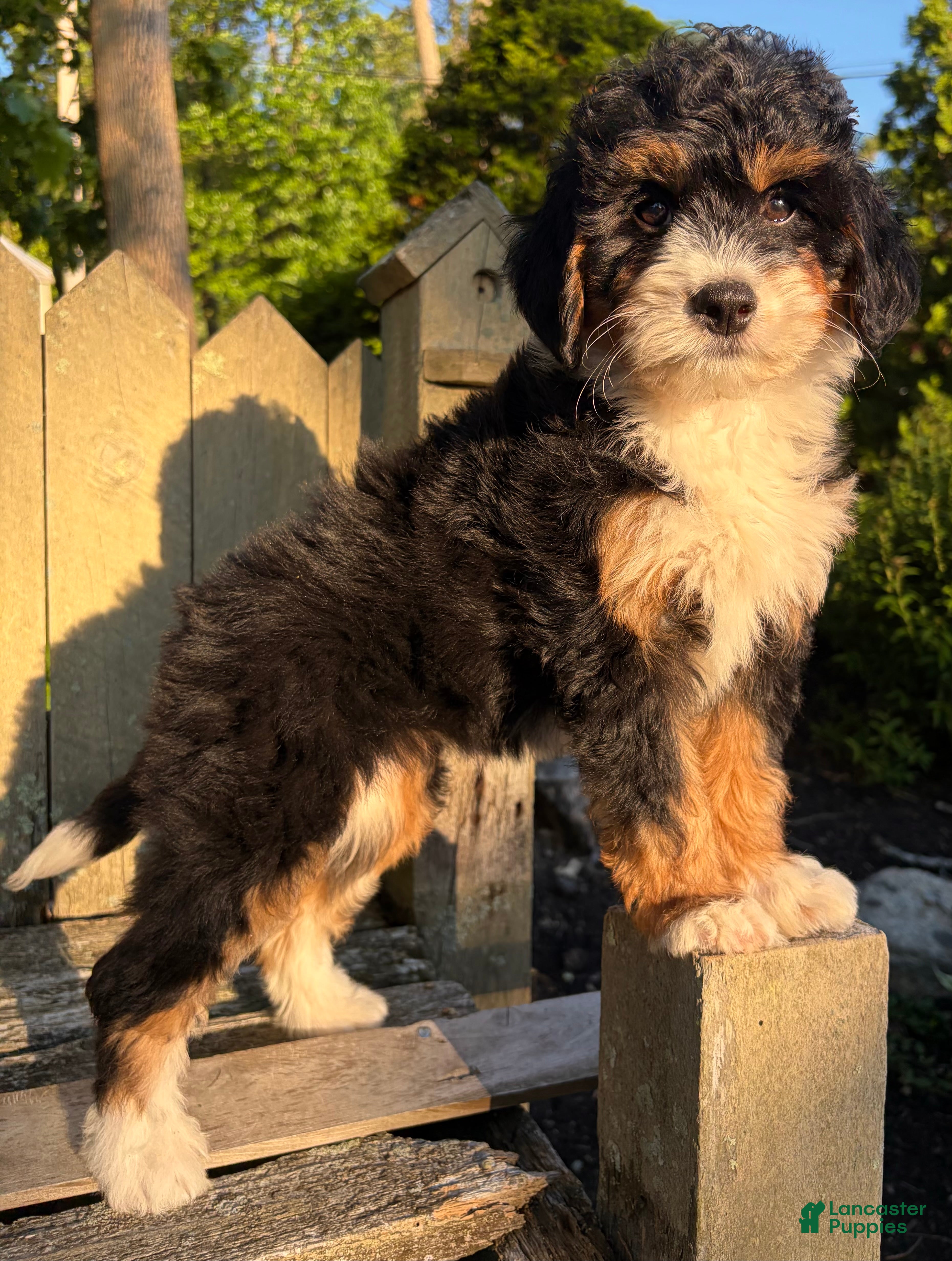 Mini Bernedoodle dogs for sale: ❤️IN BOSTON MASSACHUSETTS AREA❤️MINI BERNEDOODLE GIRL❤️ - Ad 9