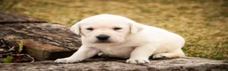 Labrador Retriever dogs for sale: Sharlotte - Ad 4