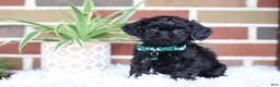 Cavapoo dogs for sale: Button - Ad 4