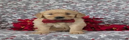 Golden Retriever dogs for sale: Braedon - Ad 2