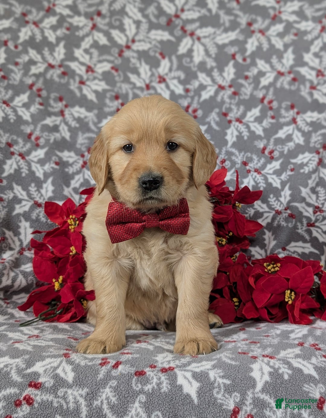 Golden Retriever dogs for sale: Braedon - Ad 2