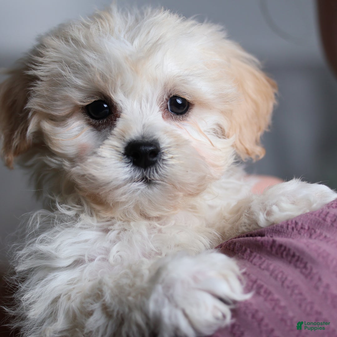 Teddy Bear dogs for sale: Jingo - Ad 2