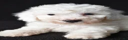Bichon Frise dogs for sale: Bobby - Ad 6