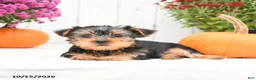 Yorkshire Terrier dogs for sale: Homer - Ad 4