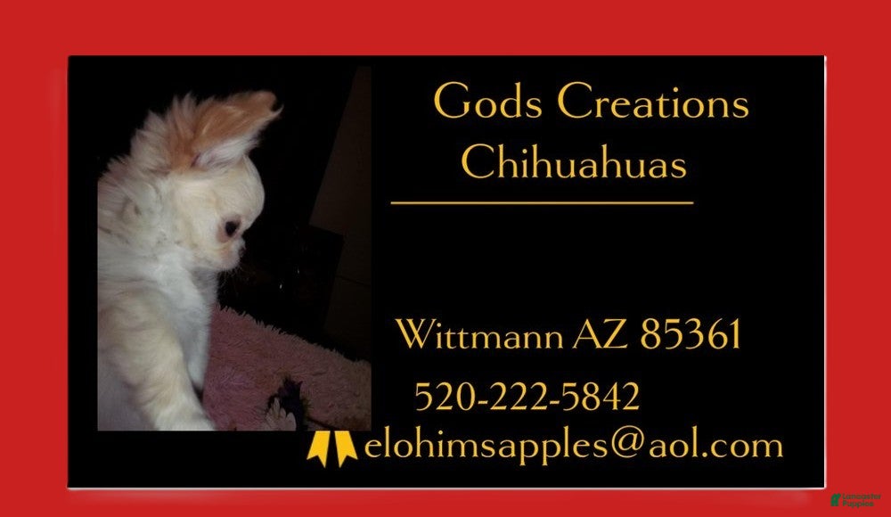 Chihuahua dogs NOT AVAILABLE  Teacup Apple Head Twix    - Ad 8