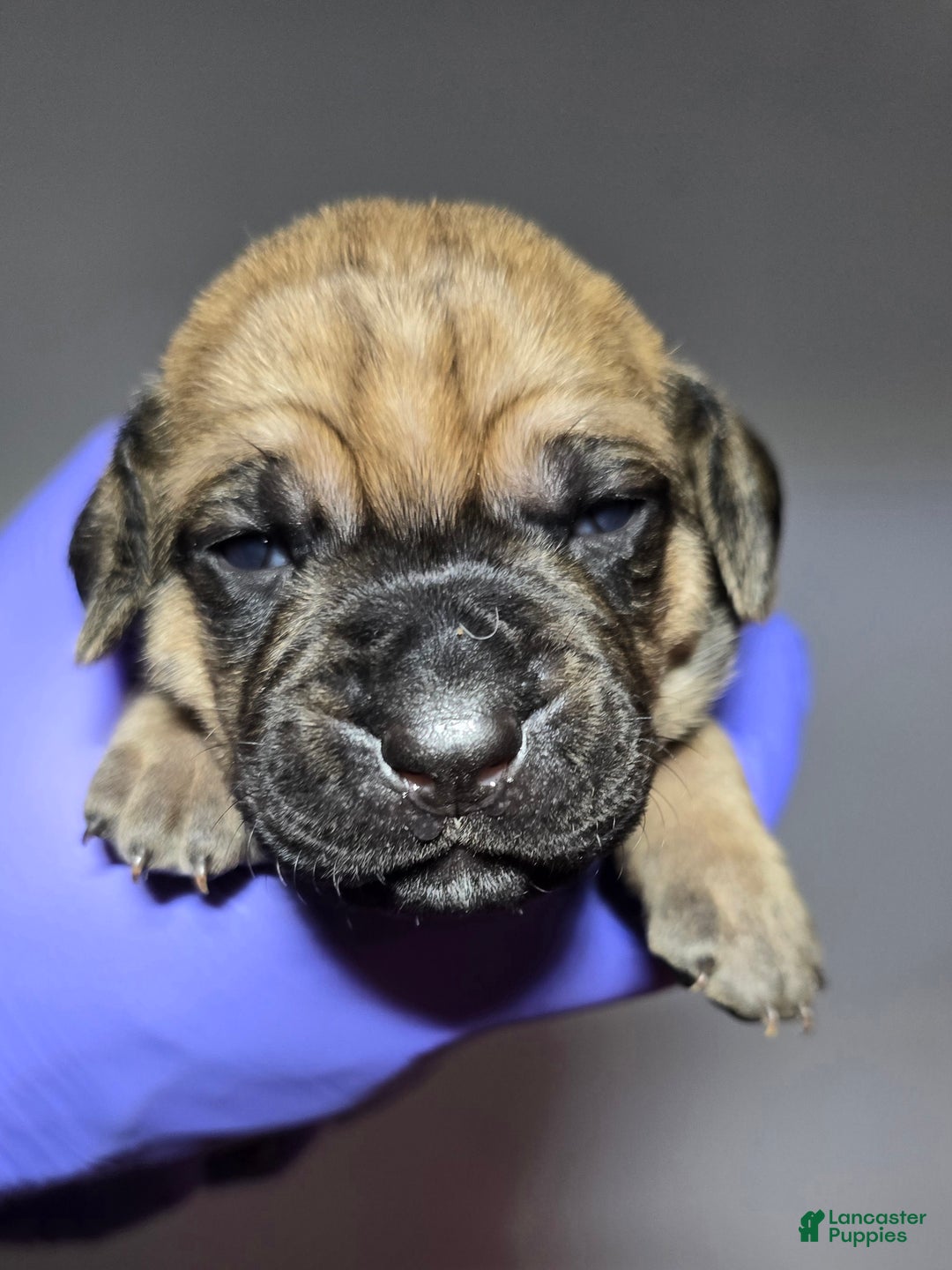 Cane Corso dogs for sale: Cane Corso Puppy 11 - Ad 5