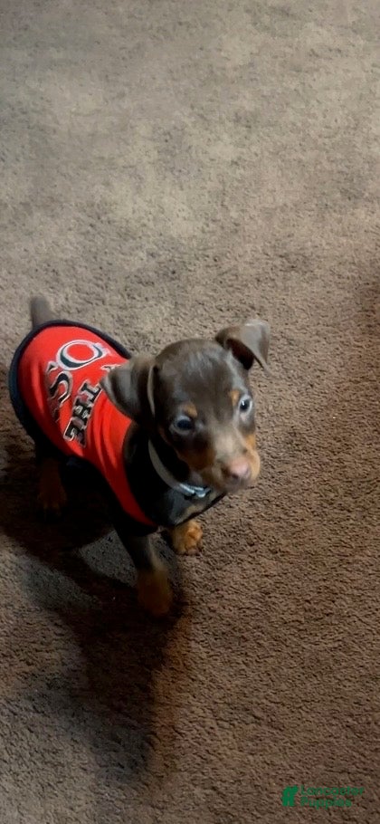 Miniature Pinscher dogs Brutus - Ad 18