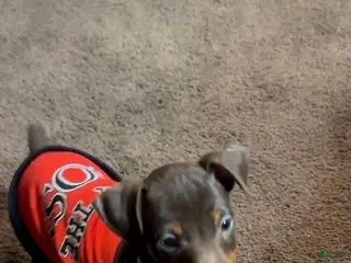 Miniature Pinscher dogs Brutus - Ad 18