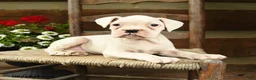 Boxer dogs for sale: Beverly - Ad 3