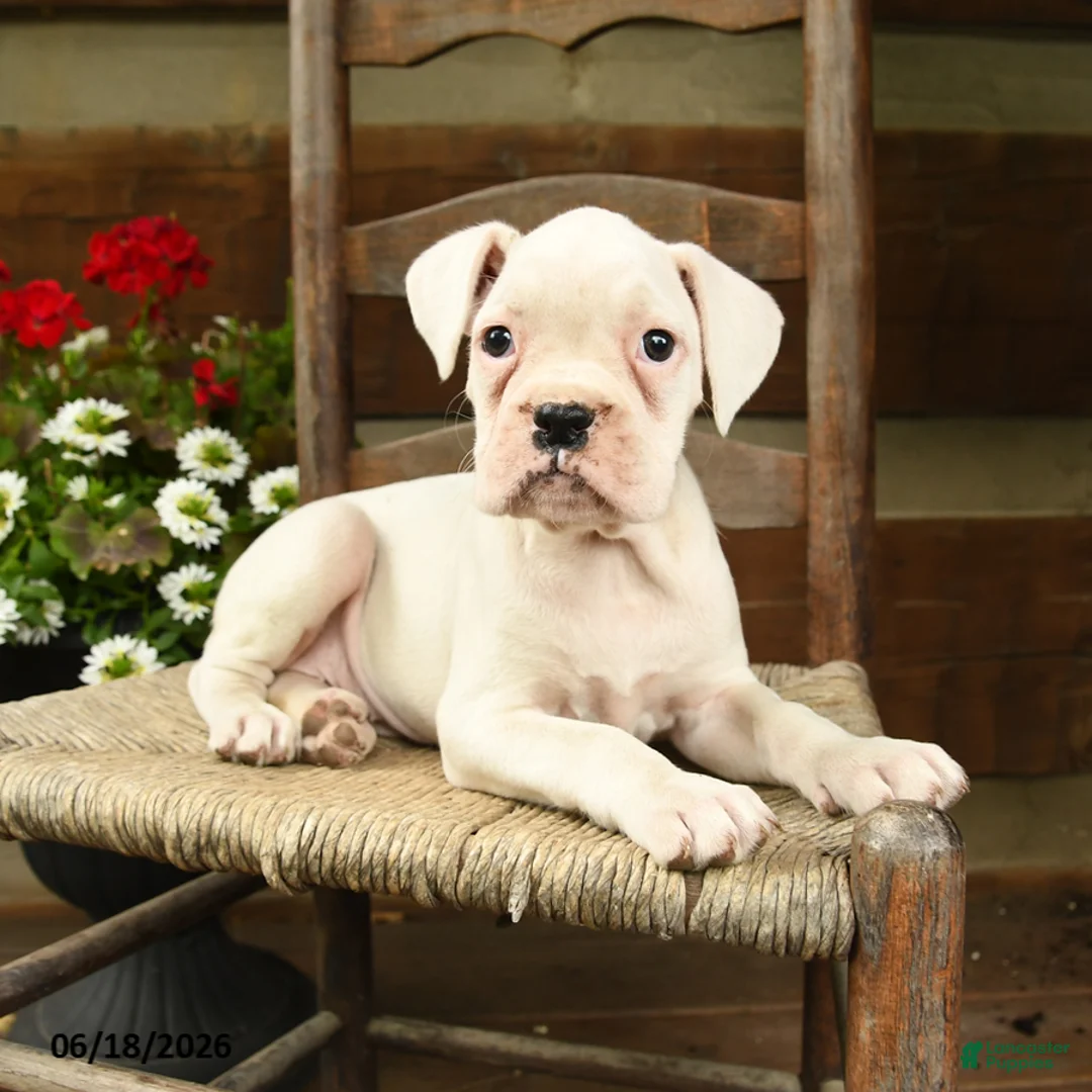 Boxer dogs for sale: Beverly - Ad 3