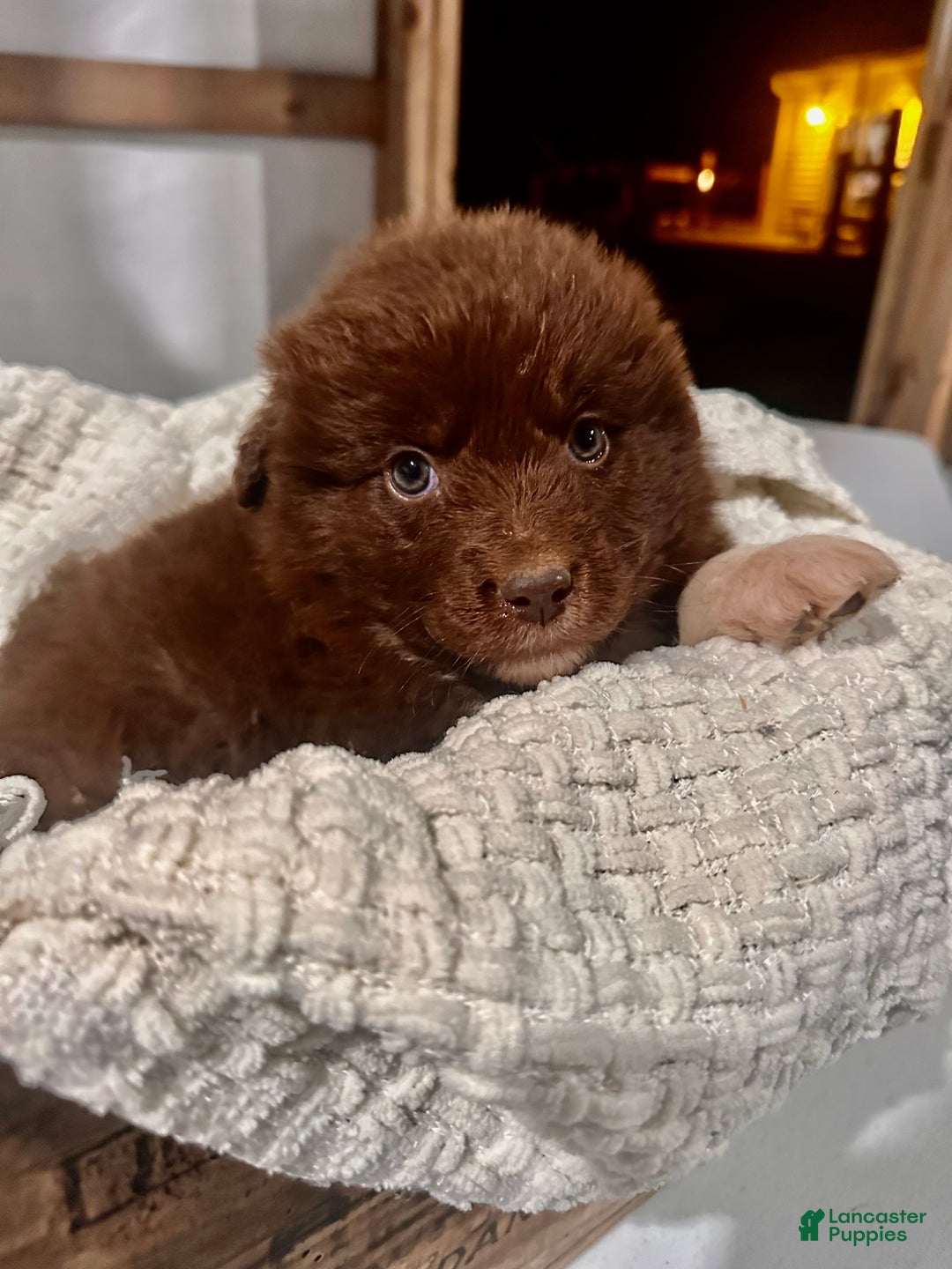 Aussiedoodle dogs for sale: Chunker - Ad 4