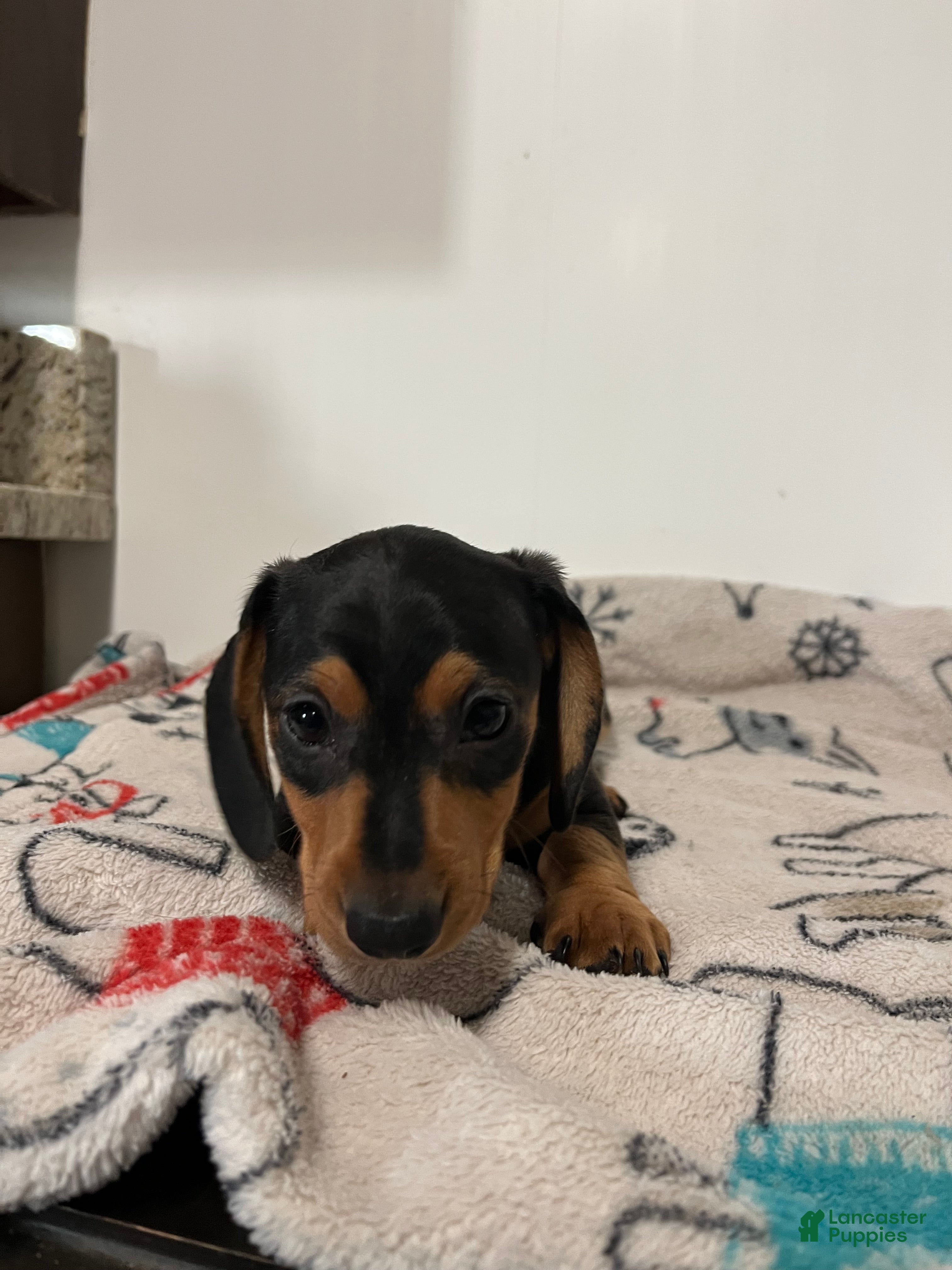 Miniature Dachshund dogs for sale: Milo - Ad 1