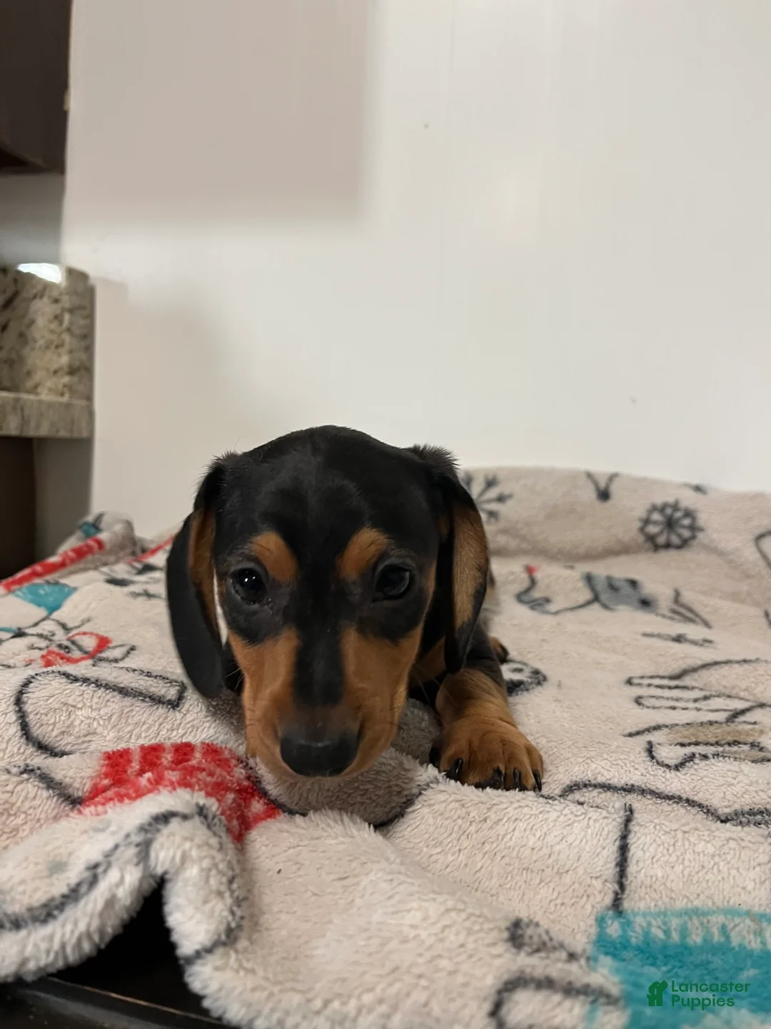 Miniature Dachshund dogs for sale: Milo - Ad 1