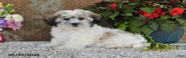 Oscar